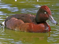 Ferruginous Duck x Baer's Pochard hybrid
